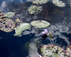 Utricularia purpurea