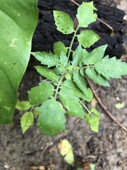 Solanum pimpinellifolium