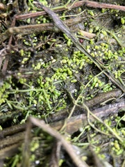 Wolffia brasiliensis