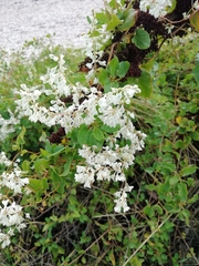 Fallopia baldschuanica