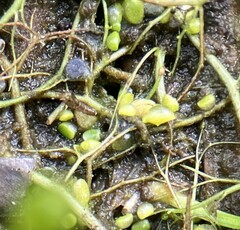 Wolffia brasiliensis