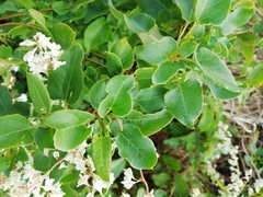 Fallopia baldschuanica