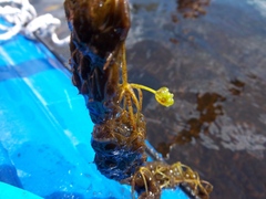 Utricularia purpurea