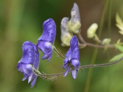 Aconitum volubile