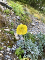 Papaver alpinum