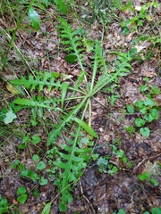 Cirsium rivulare