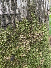 Homalia trichomanoides