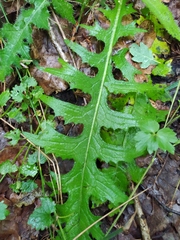 Cirsium rivulare