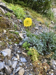Papaver alpinum