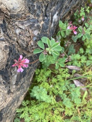 Indigofera dodii