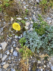 Papaver alpinum