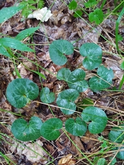 Asarum europaeum