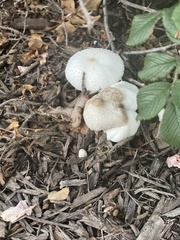 Leucocoprinus cepistipes