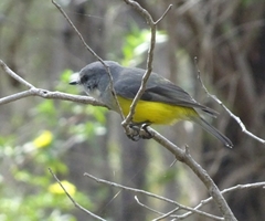 Eopsaltria griseogularis