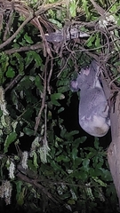 Phascolarctos cinereus