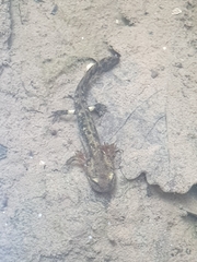 Salamandra salamandra
