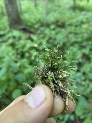 Homalia trichomanoides