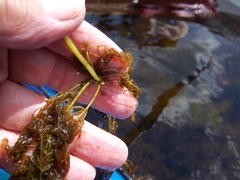 Utricularia purpurea