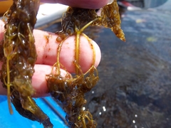 Utricularia purpurea