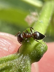 Crematogaster
