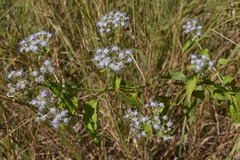 Chromolaena odorata