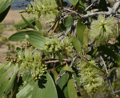 Melaleuca viridiflora
