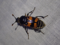 Nicrophorus vespillo
