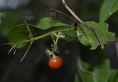 Strychnos psilosperma