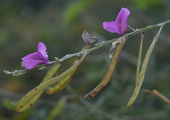 Tephrosia brachyodon