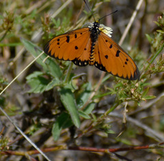 Acraea terpsicore