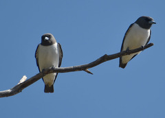 Artamus leucorynchus