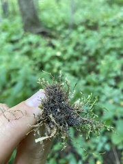 Homalia trichomanoides