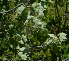 Brachychiton australis