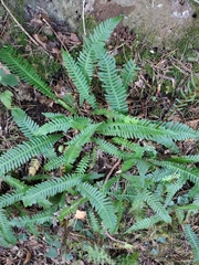 Struthiopteris spicant