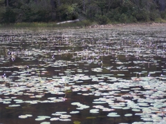 Utricularia purpurea