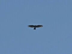 Pernis ptilorhynchus