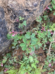 Indigofera dodii