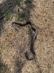 Vipera seoanei