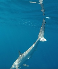 Australian Sharpnose Shark photo 3