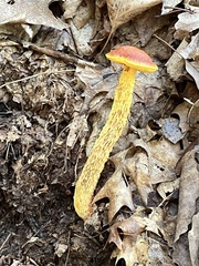 Aureoboletus betula