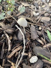Conocybe apala