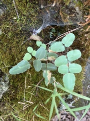Pellaea atropurpurea