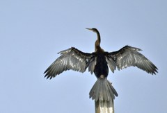 Anhinga melanogaster