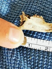 Oryctolagus cuniculus