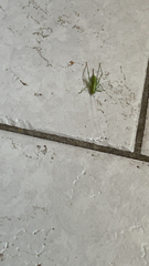 Meconema meridionale