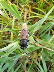 Stratiomys singularior