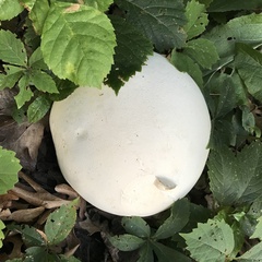 Calvatia