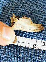 Oryctolagus cuniculus