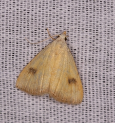 Rivula sericealis