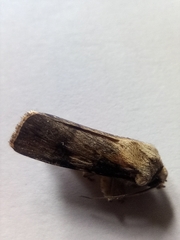 Agrotis puta
